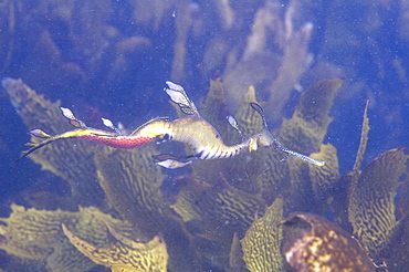 common seadragon (phyllopteryx taeniolatus) voracious hunters, camouflage looking like a piece of floating weed, unique to Australia, wild, dusk, shore diving, sand, marine park, metropolitan, Perth city, Indian Ocean, cool temperate waters of Western Australia. MORE INFO: amongst kelp, female seadragon deposits up to 150 eggs into the spongy, soft tissue under the tail of the male seadragon. Once fertilised, eggs incubate about 8 weeks. On hatching, miniature seadragons are independent and will start eating almost immediately. 