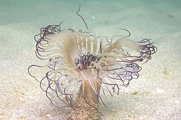 Tube anemones (pachycerianthus delwynae), wild, day, shore diving, sand, metropolitan, Perth city, Cockburn Sound, Western Australia, Indian Ocean. MORE INFO: attractive specie is white with purple tips on the tentacles