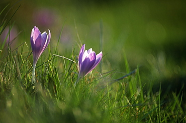 Spring crocus (Crocus vernus), UK