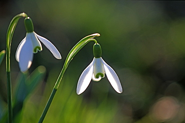 Snowdrop (Galanthus nivalis), UK