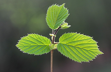 New Hazel leaves (Corylus avellana), UK