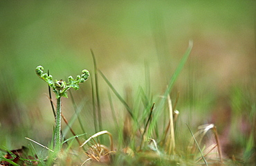 Bracken frond (Pteridium aquilinum) emerging in spring, UK