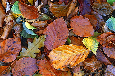 Autumnal Beech leaves (Fagus sylvatica), UK