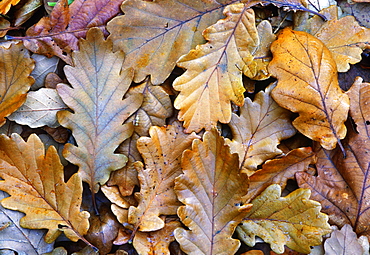 Fallen oak leaves (Quercus robur), UK