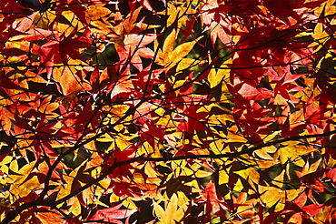 Maple leaves (Acer sp.) in autumn, UK