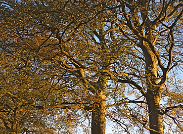 Beech trees (Fagus sylvatica), UK