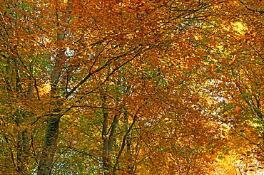 Beech (Fagus sylvatica) leaves in autumn, UK