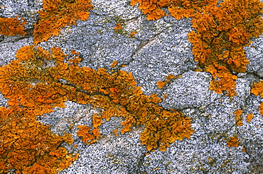 Orange Sea Lichen (Caloplaca marina) on whale bone, Devon, UK