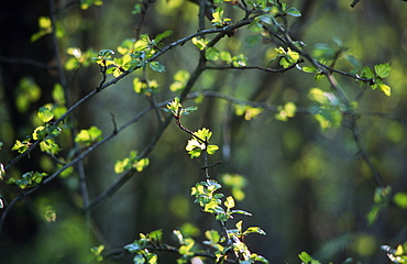 Hawthorn (Crataegus monogyna) leaves, UK