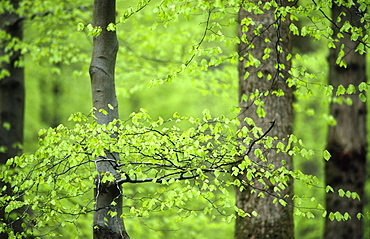 Beech leaves (Fagus sylvatica) in spring, UK