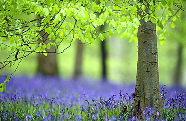 Beech leaves (Fagus sylvatica) in spring and bluebells (Hyacinthoides non-scripta)