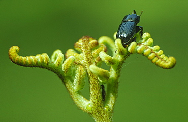 Stag beetle (Sinodendron cylindricum) on bracken frond (Pteridium aquilinum), UK