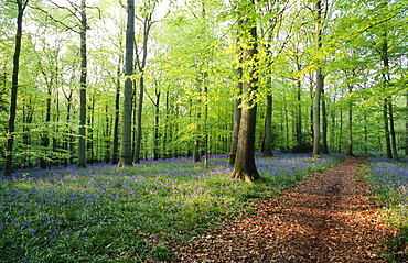 Footpath leading through Beech woodland (Fagus sylvatica) and bluebells (Hyacinthoides non-scripta) in spring, UK