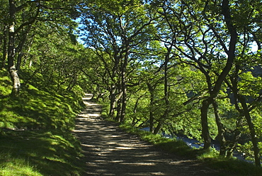 Path through Sessile oak (Quercus petraea) woodland next to East Lyn River, Devon, UK