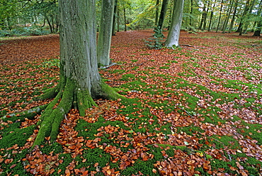 Autumn leaves in beech woodland (Fagus sylvatica), UK