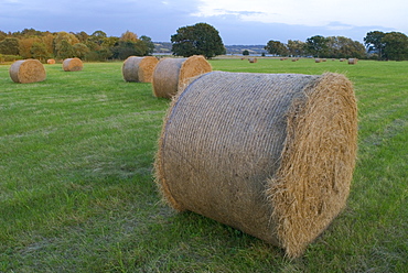 Straw bales in grass field at the end of summer, UK