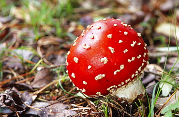 Poisonous Fly agaric (Amanita muscaria) toadstool, UK