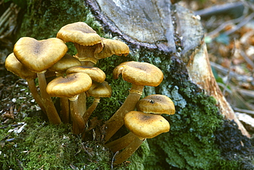 Honey fungus (Armillaria mellea) on tree stump, UK