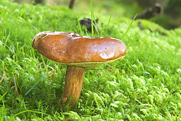 Bay Bolete (Boletus badius), UK