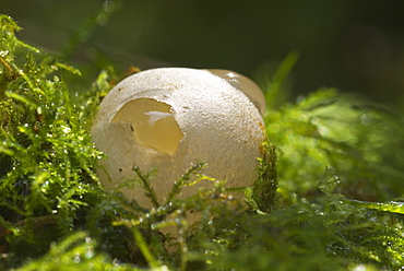 Egg sac of Dog Stinkhorn (Mutinus caninus), UK