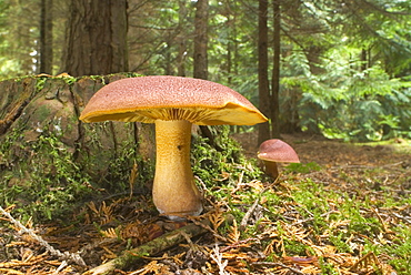 Plums & Custard Mushroom (Tricholompsis rutilans), UK