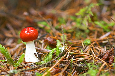 Unidentified Russula fungi, UK