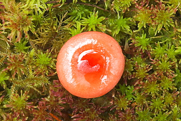 Unidentified Russula fungi, UK