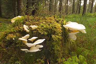 Angel's wings fungi (Pleurocybella porrigens) growing on tree stump, UK