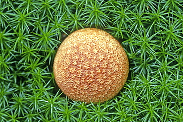 Scaly earthball (Scleroderma verrucosum) fungi, UK