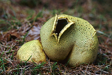 Scaly earthball (Scleroderma verrucosum) open to release spores, UK