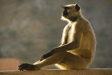 Hanuman langur (Semnopithecus entellus) sitting on wall, Amber Fort, Rajasthan, India