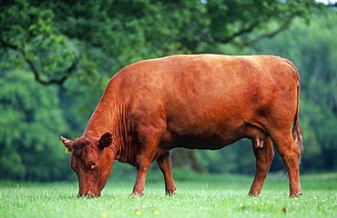 Rare breed Ruby Red Devon cattle, UK