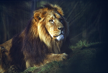 Captive Asiatic lion (Panthera leo persica), UK