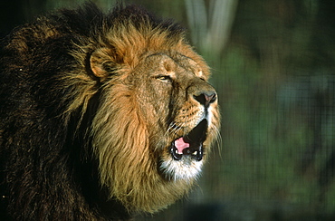 Captive Asiatic lion (Panthera leo persica) roaring, UK