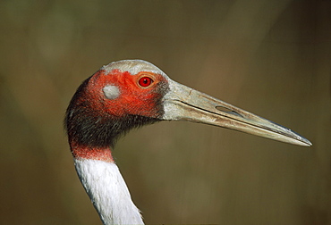 Sarus crane (Grus antigone), captive, UK