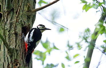 Great spotted woodpecker (Dendrocopos major) at nest hole, UK