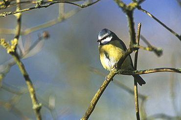 Blue tit (Parus caeruleus), UK