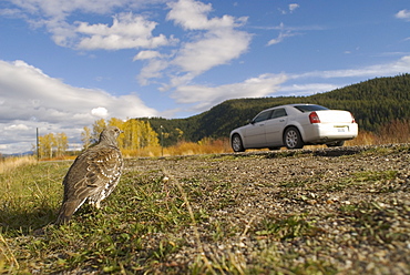 Blue grouse (Dendracarpus obscurus) on roadside with passing car, Wyoming, USA