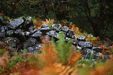 Welsh stone wall and autumnal bracken, UK.