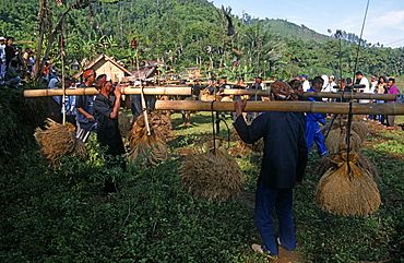 Kasepuhan musicians carrying rice bundles at annual rice festival Seren Tahun, West Java, Indonesia