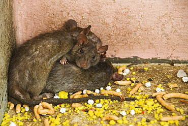 Brown rats (Rattus norvegicus) at the Karni Mata temple at Deshnok, Rajasthan, India