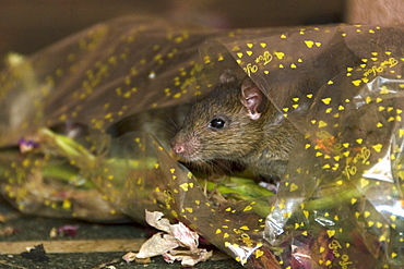 Brown rat (Rattus norvegicus) at the Karni Mata temple at Deshnok, Rajasthan, India