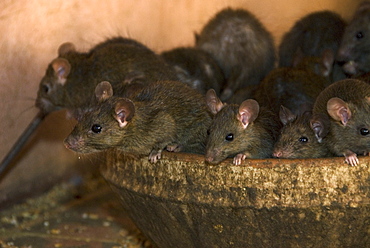 Brown rats (Rattus norvegicus) at the Karni Mata temple at Deshnok, Rajasthan, India