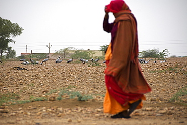 Village woman walking past wild population of Demoiselle cranes (Anthropoides virgo), Keechen, Rajasthan, India