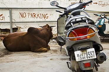 Cow resting in front of 'No Parking' sign, Udaipur, Rajasthan, India