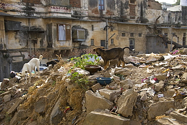 Street dog puppy and mother on rubbish dump, Udaipur, Rajasthan, India. Interestingly, both food and water were available to this family.