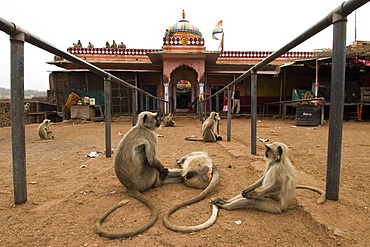 Hanuman langurs (Semnopithecus entellus) waiting outside the temple of Lord Ganesha for food, Ranthambhore Fort, Rajasthan, India