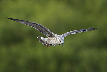 Juvenile Great black-backed gull (Larus marinus) in flight, UK