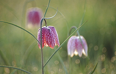 Snake's head fritillary (Fritillaria meleagris), UK