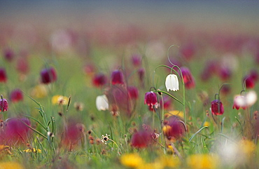 Snake's head fritillary (Fritillaria meleagris), UK